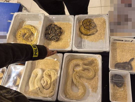 Nielegalna sprzedaż egzotycznych zwierząt na targach w Lublinie – policja interweniowała Nielegalna sprzedaż egzotycznych zwierząt na targach w Lublinie – policja interweniowała