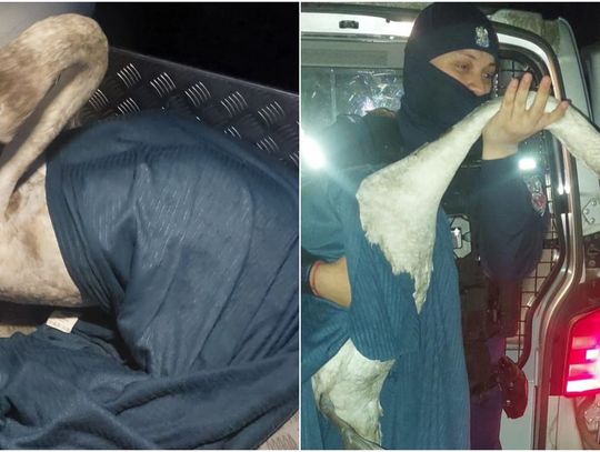 Nietypowa interwencja krasnostawskich policjantów