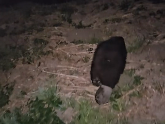 Nietypowy klient chełmskiej galerii handlowej. Interweniowało schronisko dla zwierząt