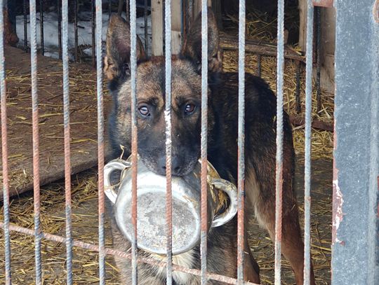 Schronisko dla zwierząt Chełm