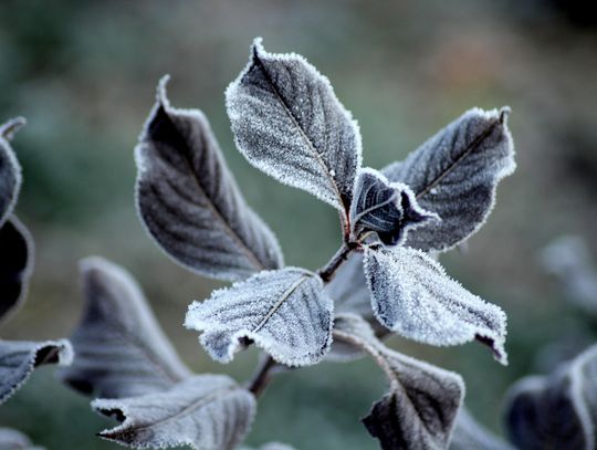 Nocne spadki temperatur. Ostrzeżenie dla całego regionu