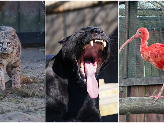 Nowe gwiazdy w Zoo Wojciechów. Ryś z Ameryki, jaguar i ogniste ibisy