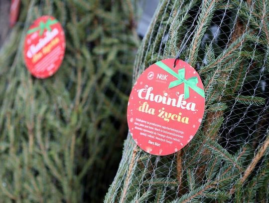 Oddasz krew – dostaniesz choinkę. Ogólnopolska akcja „Choinka dla Życia” wraca Choinka za krew