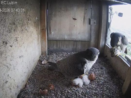 Pierwsze pisklęta w gnieździe na kominie. Sokoły z Lublina doczekały się potomstwa