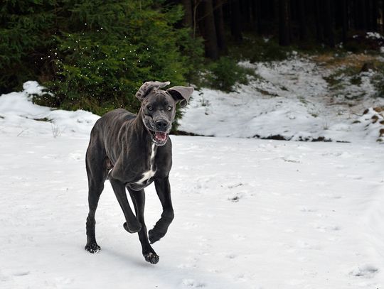 pies na śniegu