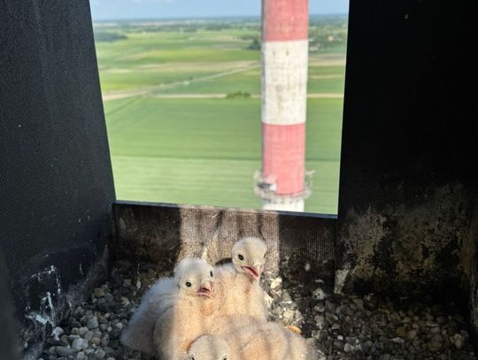 Pisklęta pustułek już się wykluły w Cemexie