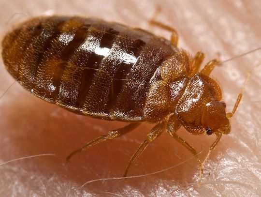 Pluskwy na komendzie Chełm