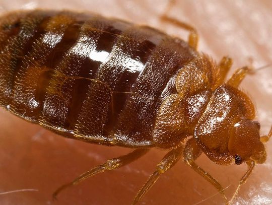 Pluskwy na komendzie Chełm