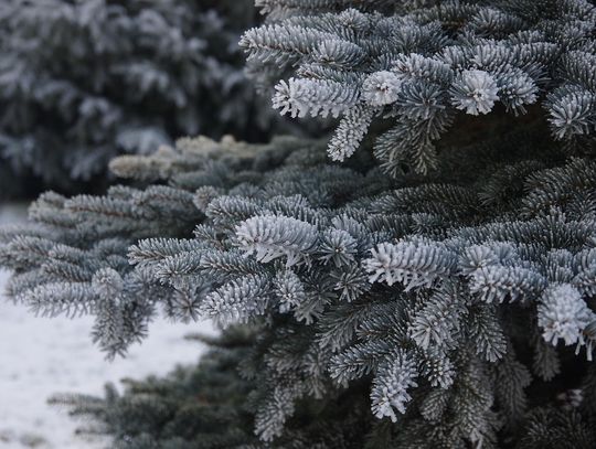 Po świętach choinka na śmietnik?