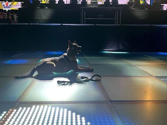 Policjant z Lublina i pies służbowy Tajga na międzynarodowych warsztatach w Słowacji Policjant z Lublina i pies służbowy Tajga na międzynarodowych warsztatach w Słowacji