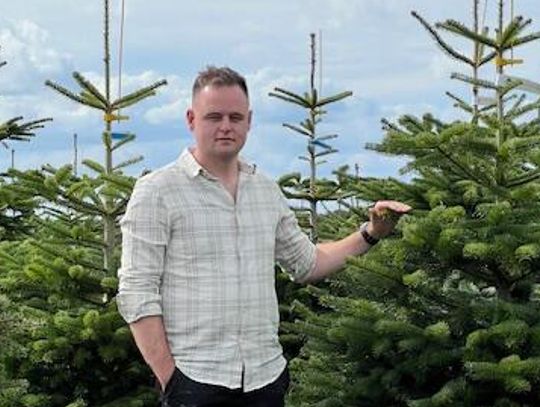 Pomogą hospicjum i schronisku… choinkami choinki