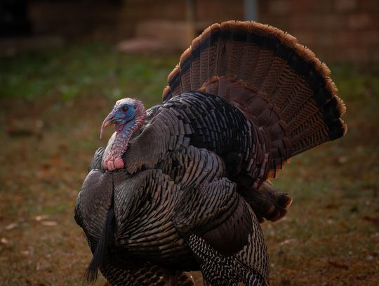 Grypa ptaków w woj. lubelskim