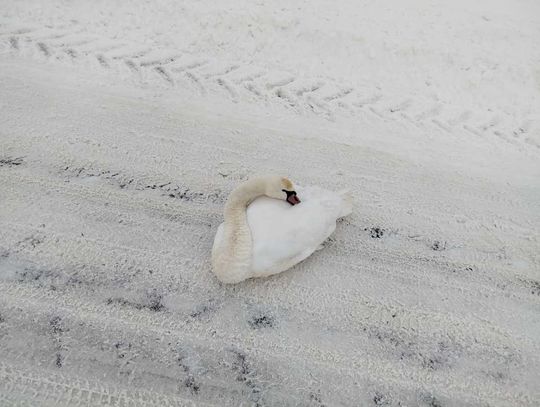 Nietypowa interwencja hrubieszowskich policjantów