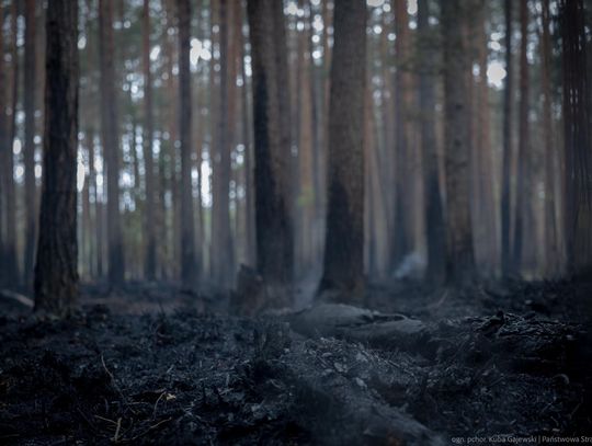 Pożar w Puszczy Solskiej opanowany. Strażacy: ogień już się nie rozprzestrzeni
