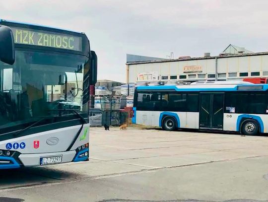 MZK Zamość