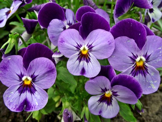 Przynieś elektrogratki. Dostaniesz wiosenne bratki