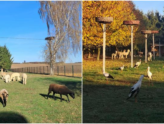 Ratuje, leczy i edukuje. Już nie tylko bociany, ale i inne zwierzęta