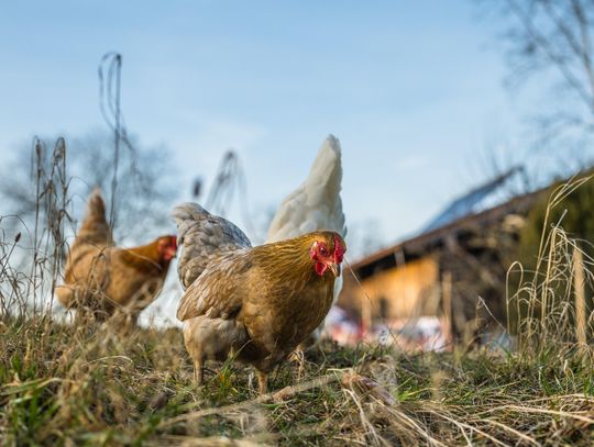 Rozstrzygnięcie drobiowego konkursu na UP