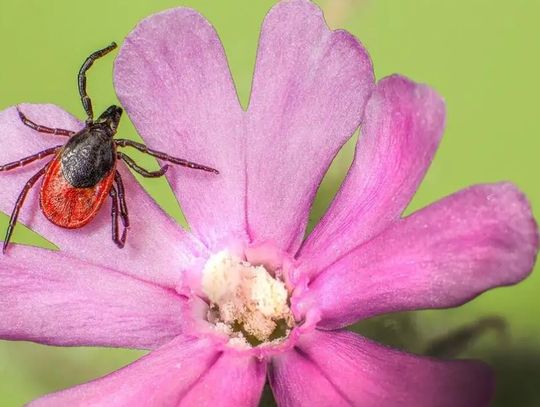 Sezon na kleszcze: rośnie liczba zachorowań. Eksperci apelują o profilaktykę