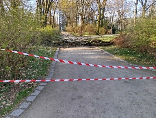 Silny wiatr nad Lubelszczyzną. Ostrzeżenie dla całego regionu