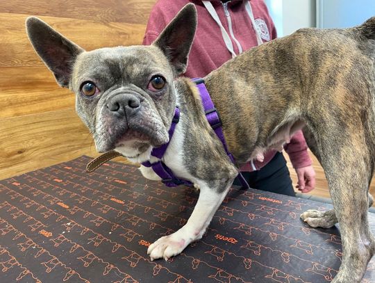 Skoków: 26 psów poza hodowlą. Właściciel zrzekł się zwierząt