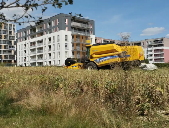 Kombajn rolniczy New Holland pracujący na polu w pobliżu nowoczesnych bloków mieszkalnych na osiedlu w Lublinie