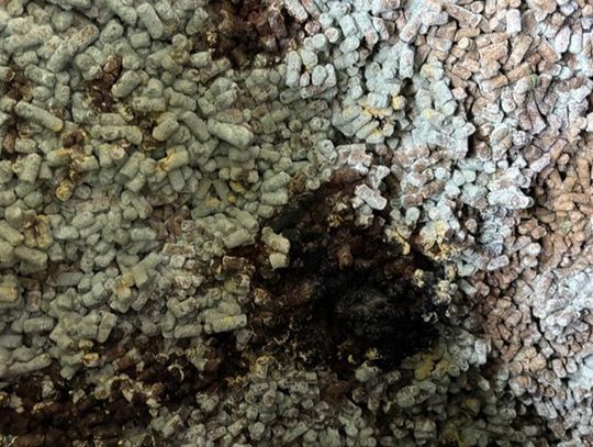 280 ton śruty słonecznikowej nie wjechało do Polski