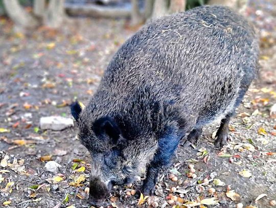 Spór o „Leśne Przytulisko”: ośrodek broni się przed zarzutami ASF