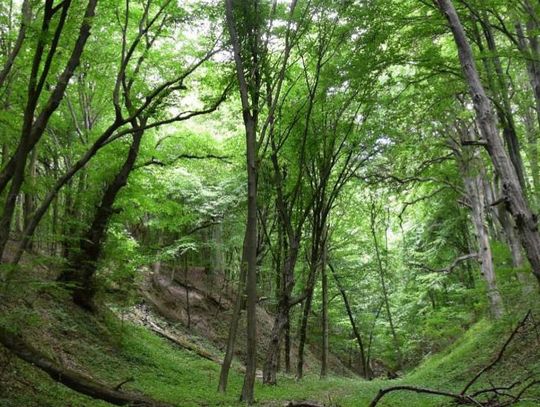 Rezerwat przyrody Zabytów