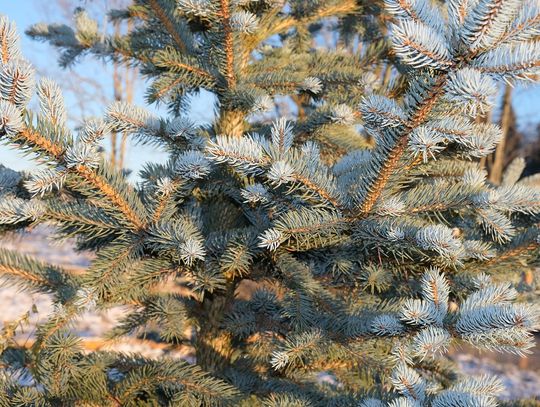 Straż leśna wyrusza na patrole. Rozpoczęła się akcja ochrony choinek Straż leśna wyrusza na patrole. Rozpoczęła się akcja ochrony choinek