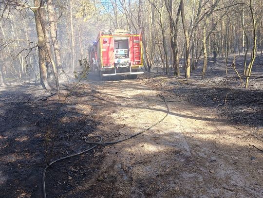 Duży pożar lasu na granicy województw. Wciąż pojawiają się nowe zarzewia