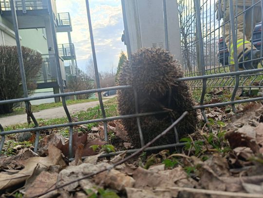 Strażacy pokazali ogromne serca i pomogli małemu jeżowi