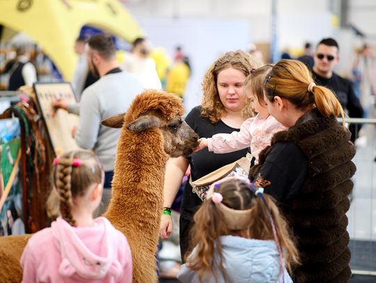 Surykatki, lemury i... spacer z Tyranozaurem - w Lublinie trwa zoopark!