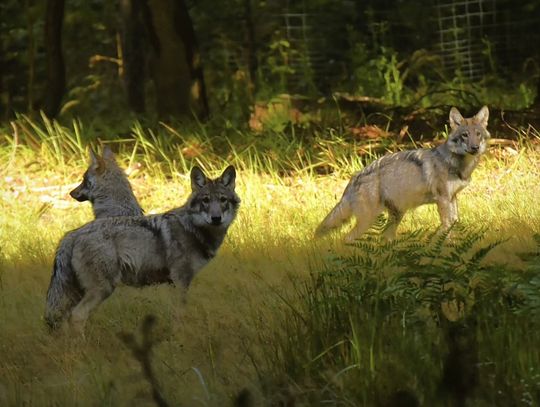 Taki widok zdarza się bardzo rzadko. Wilki uchwycone w obiektywie pracownika RPN