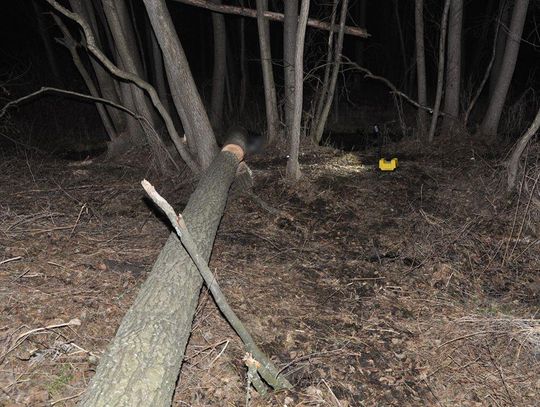 zawalone drzewo w lesie