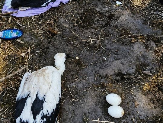 Tragedia w bocianim gnieździe w Basoni. Osierocone pisklęta trafiły do ośrodka