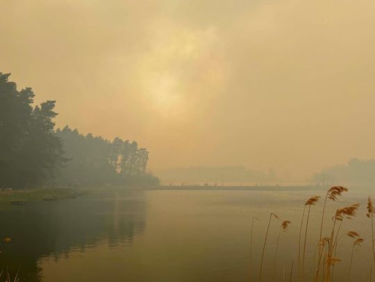 Trwa odbudowa lasu po ogromnym pożarze Puszczy Solskiej