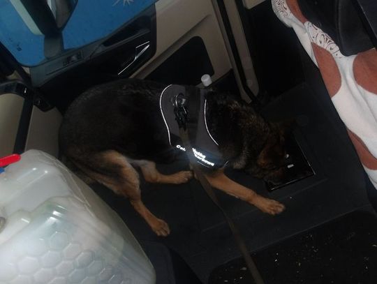 Trzy ciężarówki, tysiące paczek kontrabandy i czworonożni strażnicy granicy