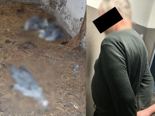 Trzymał psy w złych warunkach, kłusował i miał nielegalną broń. 59-latek z zarzutami