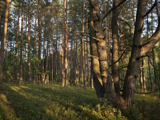 Lasy Sobiborskie