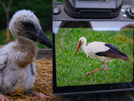Uratowany bocian wrócił po latach. „To daje ogromną satysfakcję”