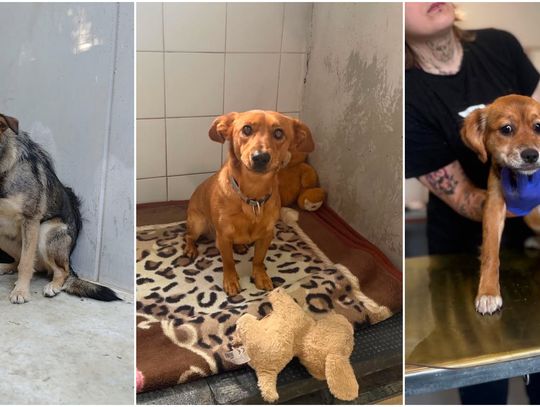 W Dniu Psa przygarnij przyjaciela. Podopieczni lubelskiego schroniska dla bezdomnych zwierząt polecają się do adopcji