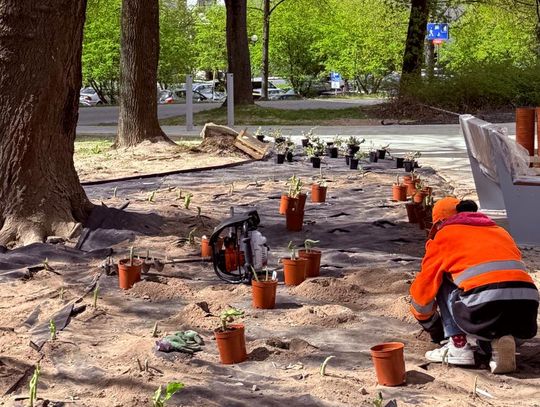 W Lublinie przybywa zieleni. Skwery pięknieją na wiosnę