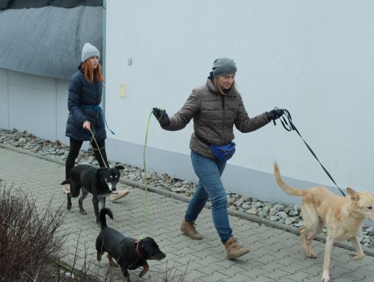 wolontariusze schroniska dla bezdomnych zwierząt na spacerze z podopiecznymi