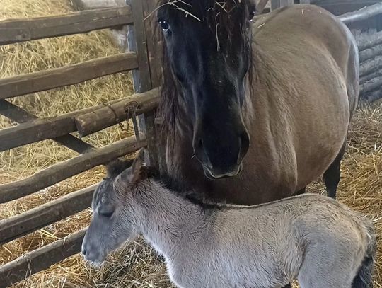 Młody konik polski z mamą w stajni