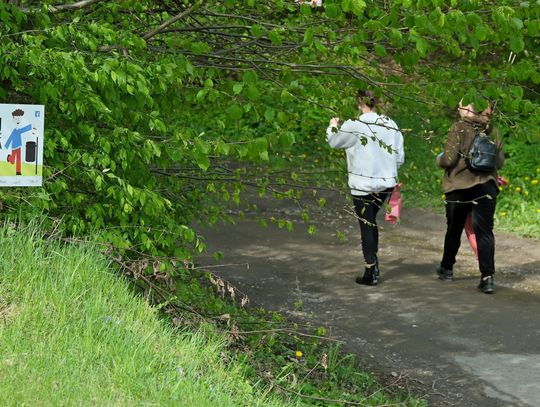 Wiosenne sprzątanie miasta. Tysiące mieszkańców w akcji