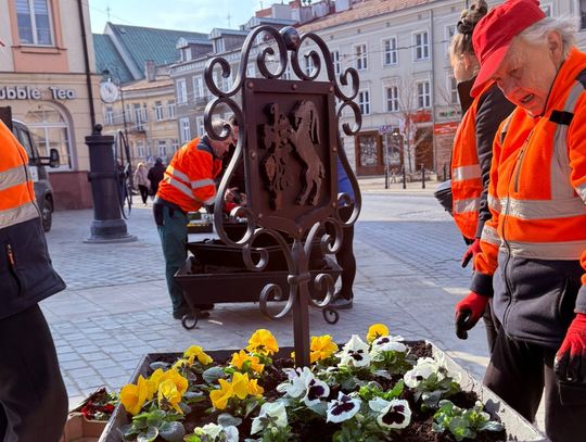 Pracownicy w pomarańczowych kamizelkach sadzą kolorowe bratki w ozdobnej donicy na placu na Starym Mieście w Lublinie, wśród zabytkowych kamienic
