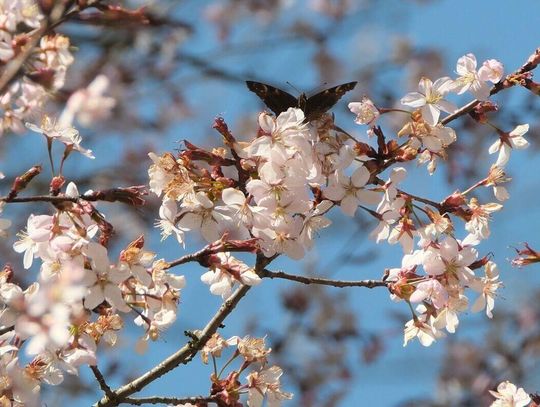 Wiosna się budzi z zimowego snu. Ogród Botaniczny zaprasza na wiosenne spacery