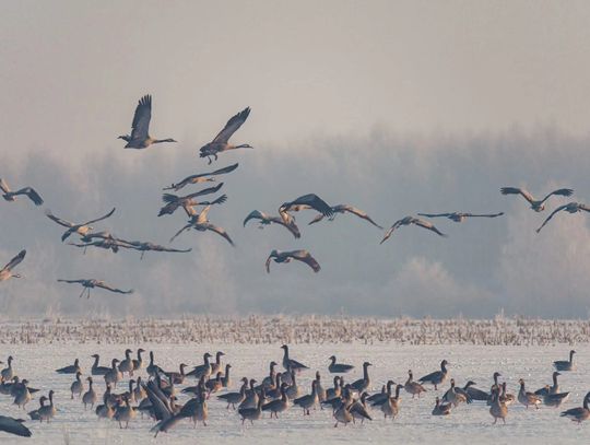 Wiosna za pasem? W Poleskim Parku Narodowym pojawiły się żurawie. „To klangor, którego nie da się pomylić” Przylot żurawi na Polesie