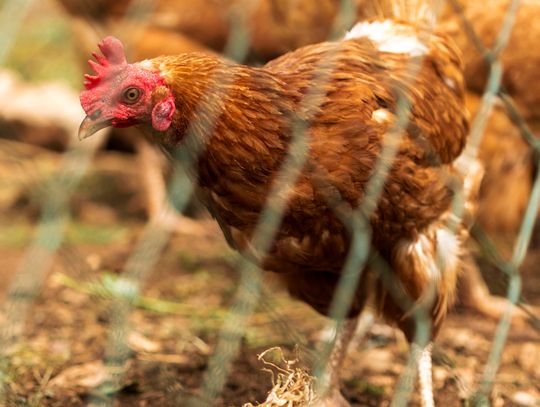 Zakaz handlu drobiem województwo lubelskie